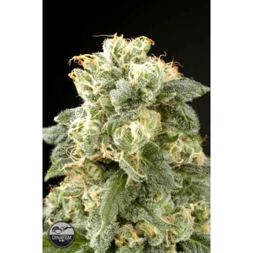 Dinafem Industrial Plant female Seeds Dinafem Industrial Plant female Seeds