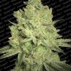 Paradise Seeds Nebula female Paradise Seeds Nebula female