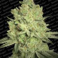 Paradise Seeds Jacky White female  