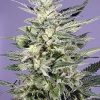 Dutch Passion Holland's Hope female Seeds  