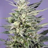 Dutch Passion Jorge's Diamond female Seeds  