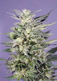 Dutch Passion Jorge's Diamond female Seeds Dutch Passion Jorge's Diamond female Seeds