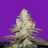 Bomb Seeds Kush Bomb Bomb Seeds Kush Bomb