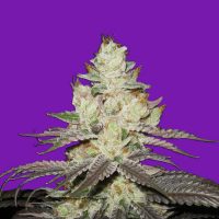 Bomb Seeds Killer Purps  