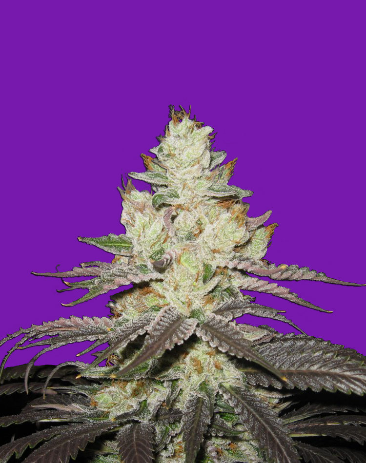 Bomb Seeds Killer Purps Bomb Seeds Killer Purps