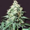 Bomb Seeds Killer Purps Bomb Seeds Killer Purps