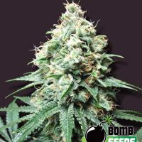 Bomb Seeds Kush Bomb  