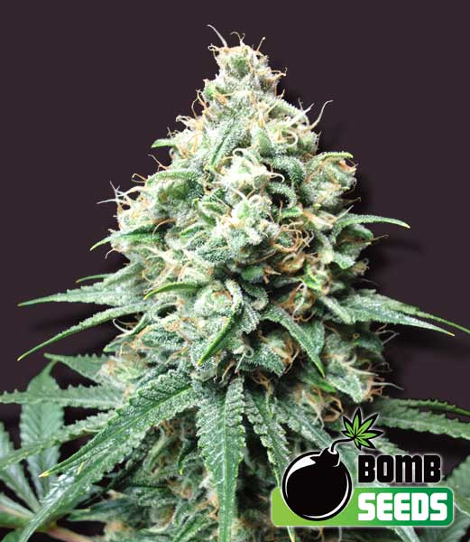 Bomb Seeds Kush Bomb Bomb Seeds Kush Bomb