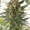 Dinafem Industrial Plant female Seeds Dinafem Industrial Plant female Seeds