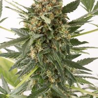 Dinafem Kush-N-Cheese AUTO female Seeds  