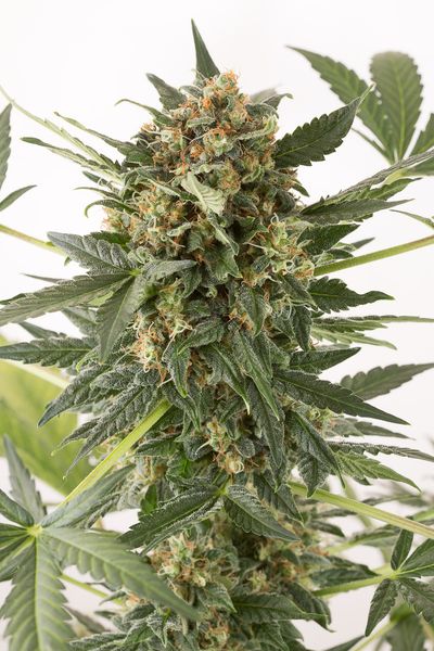 Dinafem Kush-N-Cheese AUTO female Seeds Dinafem Kush-N-Cheese AUTO female Seeds