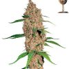 Barney's Farm Liberty Haze female Seeds Barney's Farm Liberty Haze female Seeds