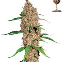Barney's Farm Laughing Buddha female Seeds  