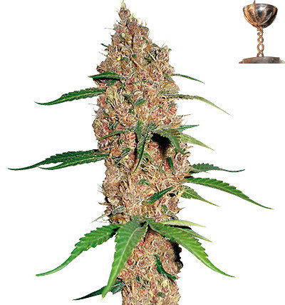 Barney's Farm Laughing Buddha female Seeds Barney's Farm Laughing Buddha female Seeds