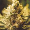 Female seeds company Maroc Seeds Female seeds company Maroc Seeds
