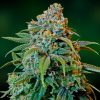 Barney's Farm Laughing Buddha female Seeds Barney's Farm Laughing Buddha female Seeds