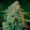 Barney's Farm Liberty Haze female Seeds  