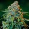 Barney's Farm Liberty Haze female Seeds Barney's Farm Liberty Haze female Seeds