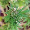 Barney's Farm Liberty Haze female Seeds Barney's Farm Liberty Haze female Seeds
