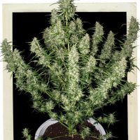 Buddha Seeds Magnum Auto female Seeds  