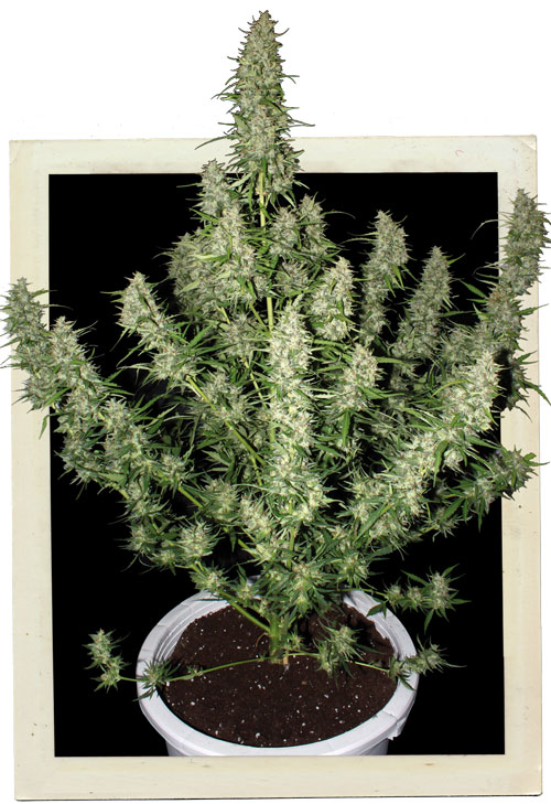Buddha Seeds Magnum Auto female Seeds Buddha Seeds Magnum Auto female Seeds
