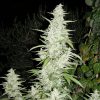 Female seeds company Lemon Kush female Seeds Female seeds company Lemon Kush female Seeds
