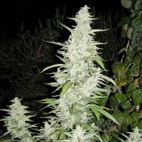 Female seeds company Maroc Seeds  