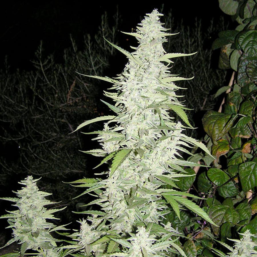 Female seeds company Maroc Seeds Female seeds company Maroc Seeds