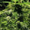 Dutch Passion CBD Skunk Haze female Seeds Dutch Passion CBD Skunk Haze female Seeds
