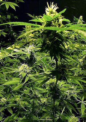 Dutch Passion Ultra Skunk female Seeds Dutch Passion Ultra Skunk female Seeds
