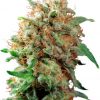 Dutch Passion Night Queen female Seeds Dutch Passion Night Queen female Seeds