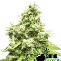 Bomb Seeds Medi Bomb #1  