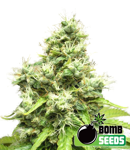 Bomb Seeds Medi Bomb #1 Bomb Seeds Medi Bomb #1