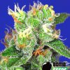 Bomb Seeds THC Bomb Bomb Seeds THC Bomb