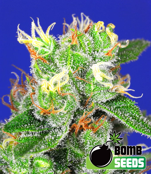 Bomb Seeds Medi Bomb #2 Bomb Seeds Medi Bomb #2