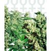 Sensi Seeds NL#5 x Haze female Seeds Sensi Seeds NL#5 x Haze female Seeds