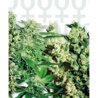 Sensi Seeds Mixed female Seeds  