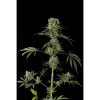 Dinafem Moby Dick Automatic female Seeds Dinafem Moby Dick Automatic female Seeds