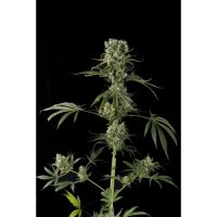 Dinafem Moby Dick #2 female Seeds  