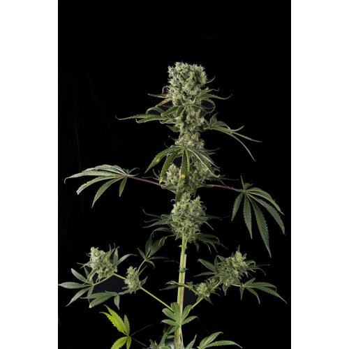 Dinafem Moby Dick #2 female Seeds Dinafem Moby Dick #2 female Seeds