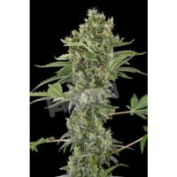 Dinafem Moby Dick Automatic female Seeds  
