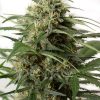Dinafem OG Kush Auto female Seeds Dinafem OG Kush Auto female Seeds