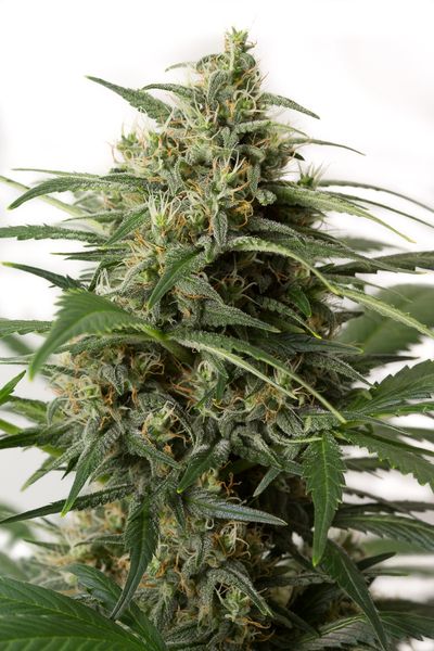 Dinafem Moby Dick XXL Autoflowering female Seeds Dinafem Moby Dick XXL Autoflowering female Seeds