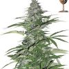 Barney's Farm Night Shade female Seeds Barney's Farm Night Shade female Seeds