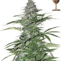 Barney's Farm Morning Glory female Seeds  
