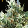 Greenhouse Seed Co. NL5 Haze Mist female Seeds Greenhouse Seed Co. NL5 Haze Mist female Seeds