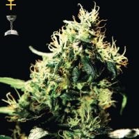 Greenhouse Seed Co. NL5 Haze Mist female Seeds  
