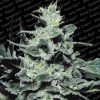 Paradise Seeds Nebula II CBD female Paradise Seeds Nebula II CBD female