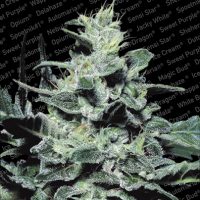 Paradise Seeds Nebula female  