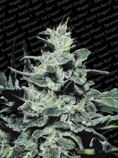 Paradise Seeds Nebula female Paradise Seeds Nebula female